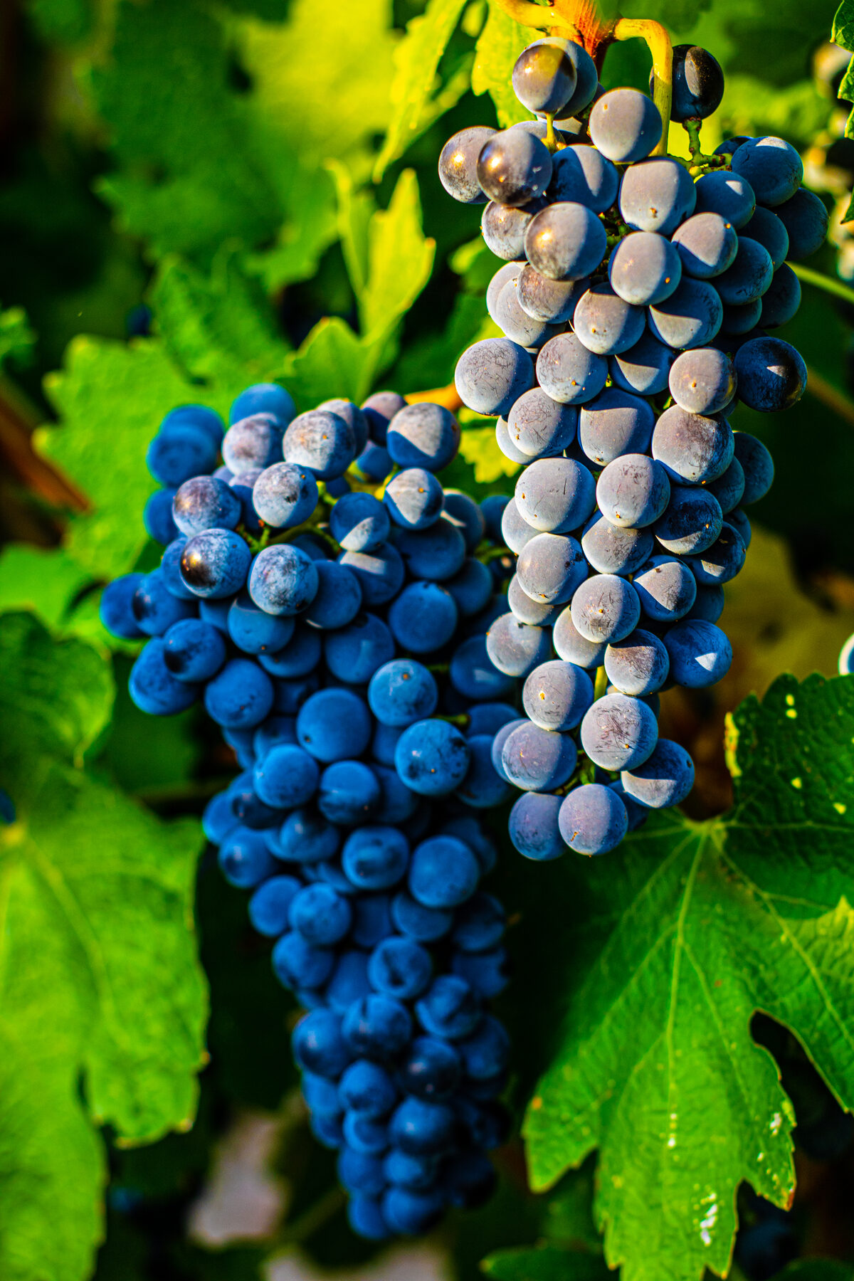 Cabernet Sauvignon